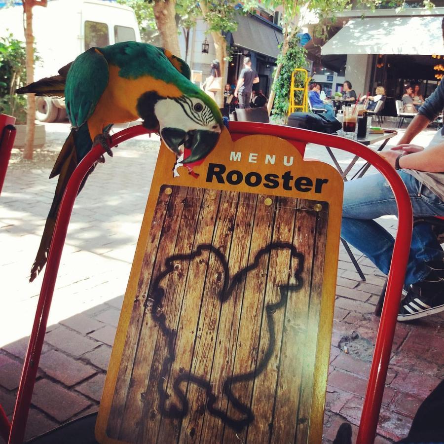 Rooster Suites Athén Kültér fotó